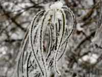 Jahreszeiten: Winter (12 Bilder)