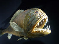 26. Lange Nacht der Museen: Berliner Dom, Museum für Naturkunde (60 Bilder)